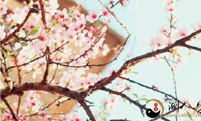 梦到自己家的花折了