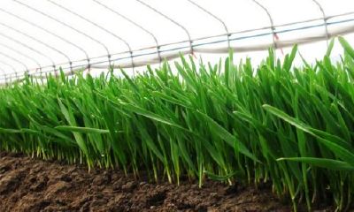 梦到一大片稻苗