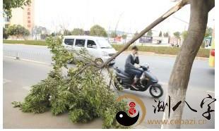 梦见大树断掉一个枝条