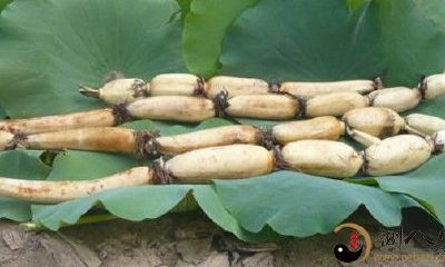 梦见在土里捡到许多 连藕