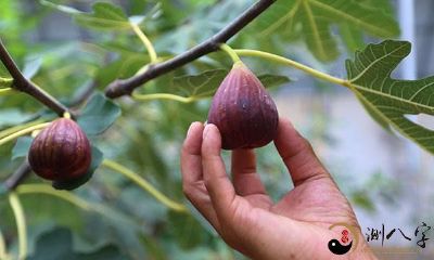 梦到摘无花果了