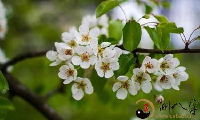 梦到一大片杏树