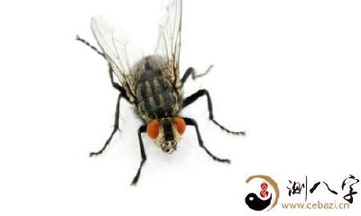 梦见脚上面有许多蚊虫