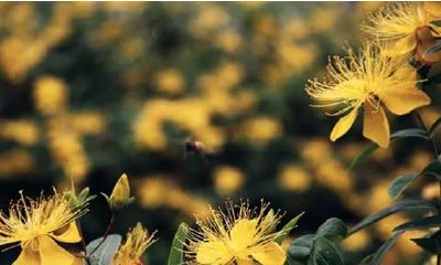 伤官被财星引化