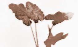 滴水观音有毒吗?种在家里合适吗?