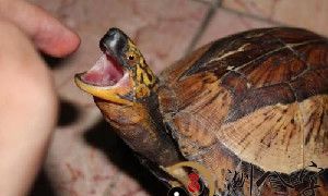 梦见小乌龟咬手指