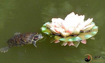 梦见乌龟驮着莲花