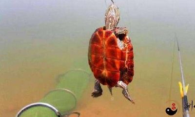 梦到钓上小乌龟