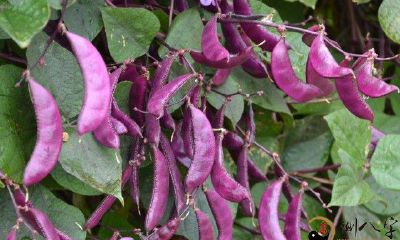 梦见好多蓝紫色荷兰豆