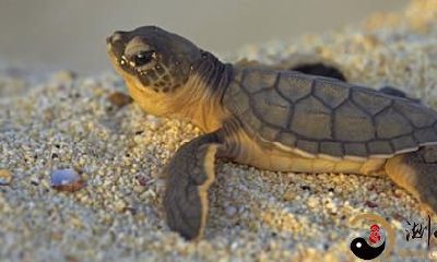 梦到能飞的小乌龟