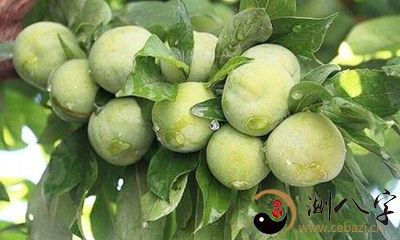 梦到从树枝摘李子果