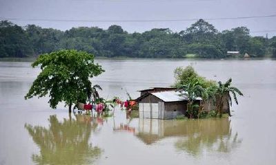 梦见洪水吞没桃树