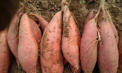 梦见在道上拣地瓜