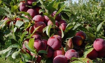 梦到树枝结李子果