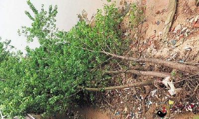 梦见大树倒了砸到自身