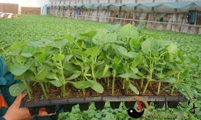 梦见摘豆角和丝瓜