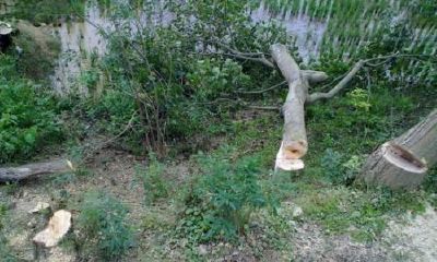 梦见树被他人砍了