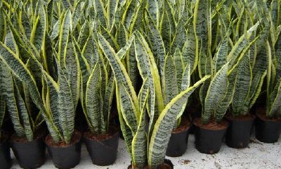 卫生间风水植物大全