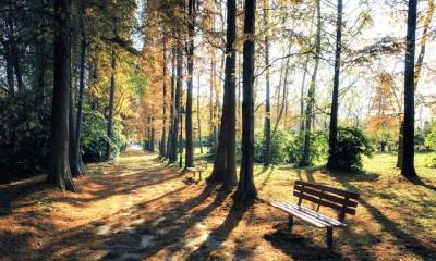 五行缺水喜木男孩如何取名?八字喜木是什么意思?