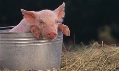 2022年属猪的人和属鸡的人可以领证结婚吗?属猪和属鸡的合不合婚?