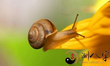 梦见蜗牛爬在的身上饮血