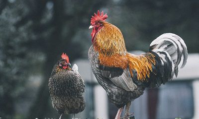 2022年农历十一月生肖鸡结婚好日子