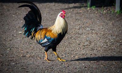 2022年壬寅虎农历六月适合属鸡人结婚的日子