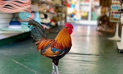 2022年上半年属鸡人开张开业选择哪个吉日好?