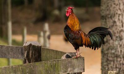 生肖鸡和生肖猪2022年结婚好不好?