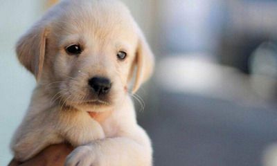 我属狗老公属鸡2022年壬寅虎年生一个虎宝宝可以吗?