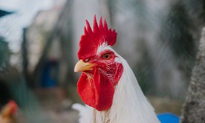 老公属鸡我属猪适合2022年生虎宝宝吗?