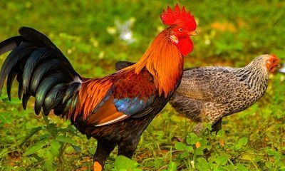 1993年出生属鸡人2022年感情运势解析