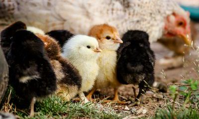 属鸡2022年最佳领证日子有哪些?