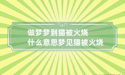 做梦梦到猫被火烧什么意思 梦见猫被火烧了一下