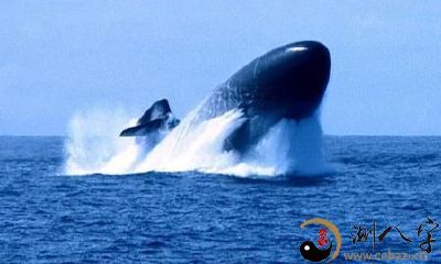 梦到河里的鱼外露河面