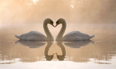 生肖配对:属牛和什么属相最配?