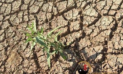 梦到水稻田干枯