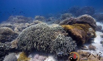 梦到大海蛇和深海