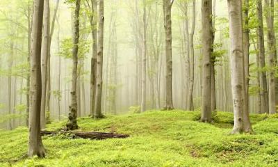 2019年元宵节出生的宝宝八字取名,五行缺什么?