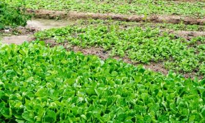 五行属火寓意好的男孩名字大全