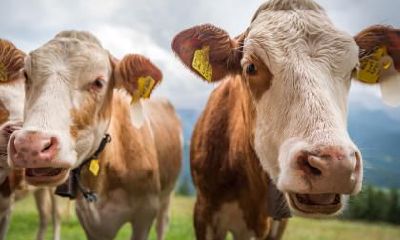 2021年1月8日出生男孩五行缺木起名,牛年出生的宝宝性格怎么样?