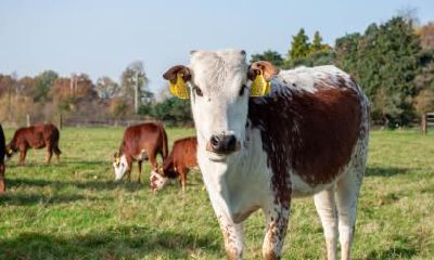 2021年1月7日出生男孩五行缺金起名,牛年五行缺金男孩起名