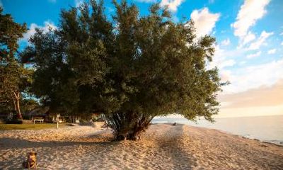 2019年正月十六出生男孩五行缺木的名字推荐,可以用什么字?