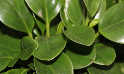 客厅植物风水怎么选择