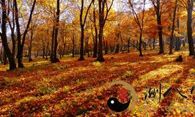 梦到枯叶的小竹林