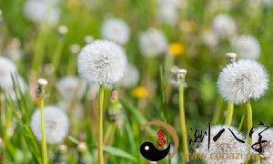 梦见蒲公英满天飞舞
