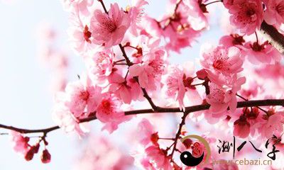 梦见桃花桃花绽放