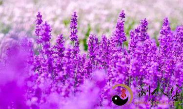 梦到薰衣草花开