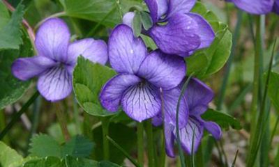 天秤座女生的幸运花