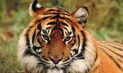 梦见老虎和鳳凰